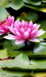 Preview wallpaper water lilies, water, leaves, herbs