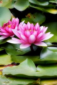 Preview wallpaper water lilies, water, leaves, herbs