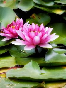 Preview wallpaper water lilies, water, leaves, herbs