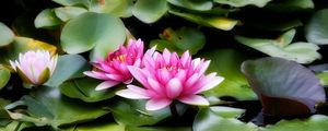 Preview wallpaper water lilies, water, leaves, herbs