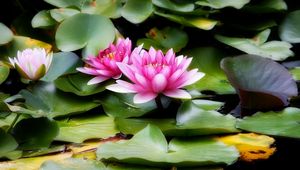 Preview wallpaper water lilies, water, leaves, herbs