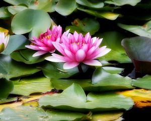 Preview wallpaper water lilies, water, leaves, herbs