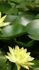 Preview wallpaper water lilies, water, leaves, pond