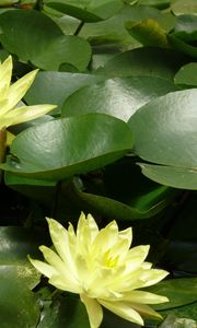 Preview wallpaper water lilies, water, leaves, pond