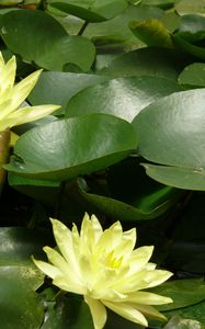 Preview wallpaper water lilies, water, leaves, pond