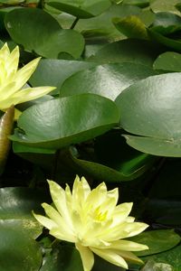 Preview wallpaper water lilies, water, leaves, pond