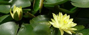 Preview wallpaper water lilies, water, leaves, pond