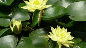 Preview wallpaper water lilies, water, leaves, pond