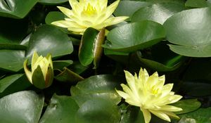 Preview wallpaper water lilies, water, leaves, pond