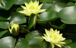 Preview wallpaper water lilies, water, leaves, pond