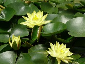 Preview wallpaper water lilies, water, leaves, pond