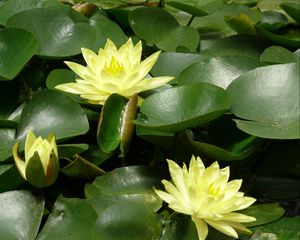 Preview wallpaper water lilies, water, leaves, pond