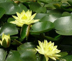 Preview wallpaper water lilies, water, leaves, pond