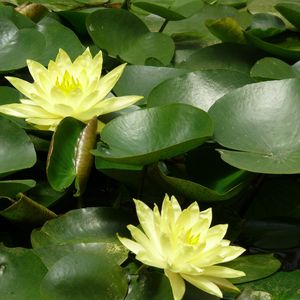 Preview wallpaper water lilies, water, leaves, pond