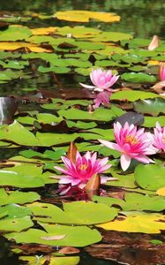 Preview wallpaper water lilies, water, leaves, sunny
