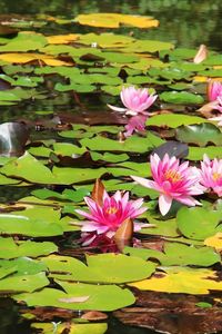 Preview wallpaper water lilies, water, leaves, sunny