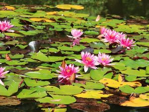 Preview wallpaper water lilies, water, leaves, sunny