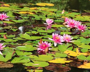 Preview wallpaper water lilies, water, leaves, sunny