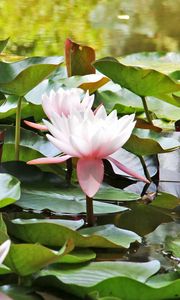 Preview wallpaper water lilies, water, leaves, close up