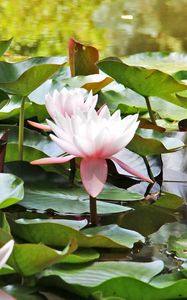 Preview wallpaper water lilies, water, leaves, close up