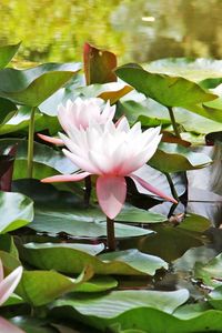 Preview wallpaper water lilies, water, leaves, close up