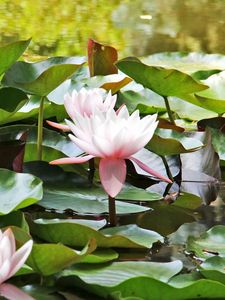 Preview wallpaper water lilies, water, leaves, close up