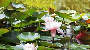 Preview wallpaper water lilies, water, leaves, close up