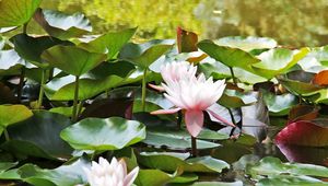 Preview wallpaper water lilies, water, leaves, close up