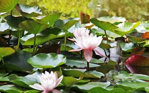 Preview wallpaper water lilies, water, leaves, close up