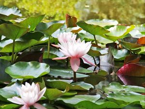 Preview wallpaper water lilies, water, leaves, close up