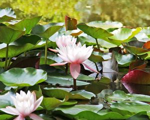 Preview wallpaper water lilies, water, leaves, close up