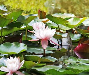 Preview wallpaper water lilies, water, leaves, close up