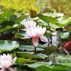 Preview wallpaper water lilies, water, leaves, close up