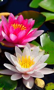 Preview wallpaper water lilies, water, pond, leaves, light