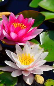 Preview wallpaper water lilies, water, pond, leaves, light