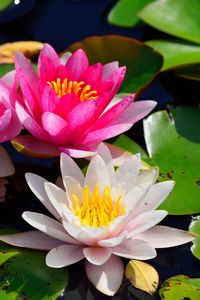 Preview wallpaper water lilies, water, pond, leaves, light