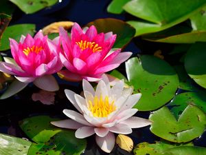 Preview wallpaper water lilies, water, pond, leaves, light