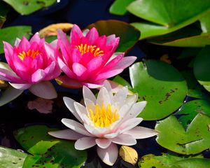 Preview wallpaper water lilies, water, pond, leaves, light