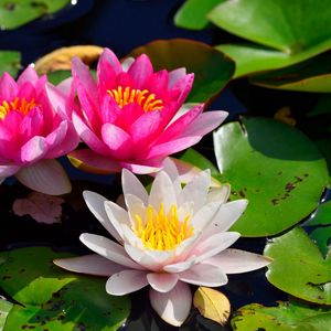 Preview wallpaper water lilies, water, pond, leaves, light