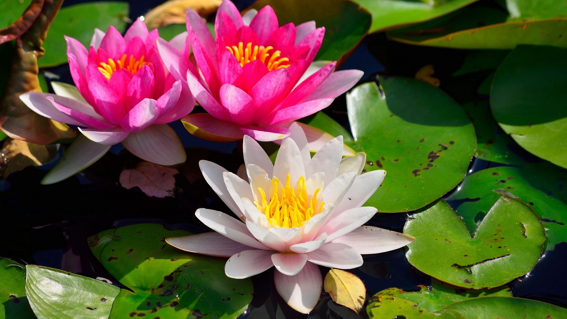 Download wallpaper 1920x1080 water lilies, water, pond, leaves, light ...