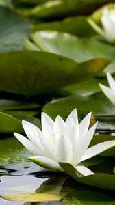 Preview wallpaper water lilies, white, pond, leaves, water