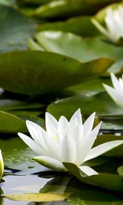 Preview wallpaper water lilies, white, pond, leaves, water