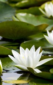 Preview wallpaper water lilies, white, pond, leaves, water