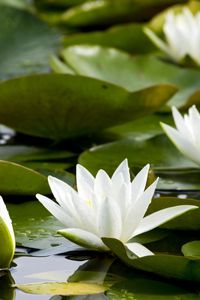 Preview wallpaper water lilies, white, pond, leaves, water