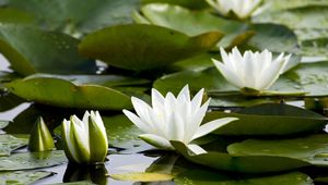 Preview wallpaper water lilies, white, pond, leaves, water