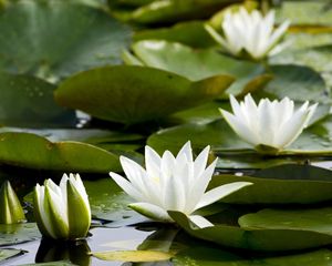 Preview wallpaper water lilies, white, pond, leaves, water