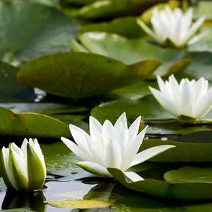Preview wallpaper water lilies, white, pond, leaves, water