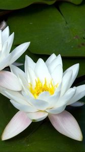 Preview wallpaper water lilies, white, three, number, leaf