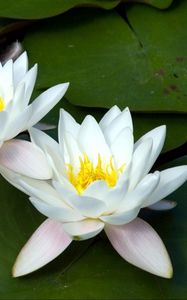 Preview wallpaper water lilies, white, three, number, leaf
