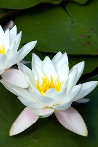 Preview wallpaper water lilies, white, three, number, leaf